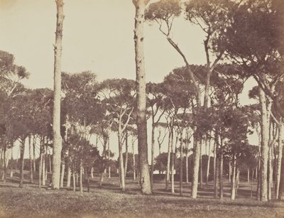 Stone Pine Grove, Villa Pamfili Doria, Rome da Jane Martha St. John