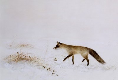 Volpe nella neve da Jane Neville