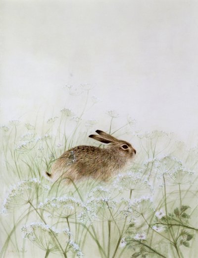 Coniglio da Jane Neville