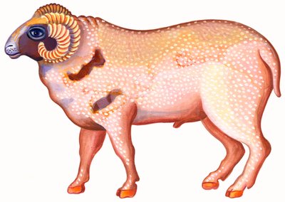 Ariete da Jane Tattersfield