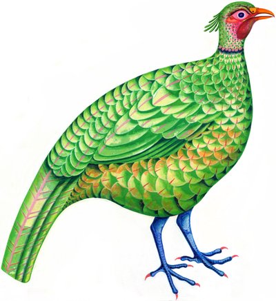 Fagiano da Jane Tattersfield