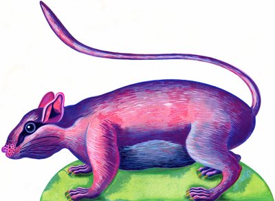 Ratto da Jane Tattersfield