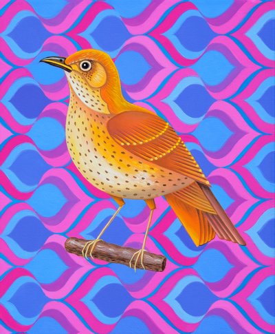 Tordo bottaccio da Jane Tattersfield