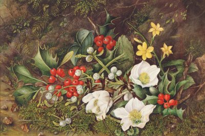 Agrifoglio e rose di Natale da Jane Taylor