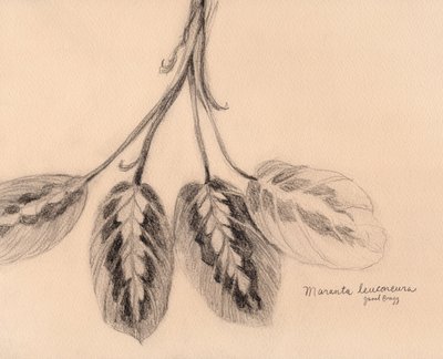 Botanica con pianta da preghiera, 2025 circa (disegno) da Janel Bragg