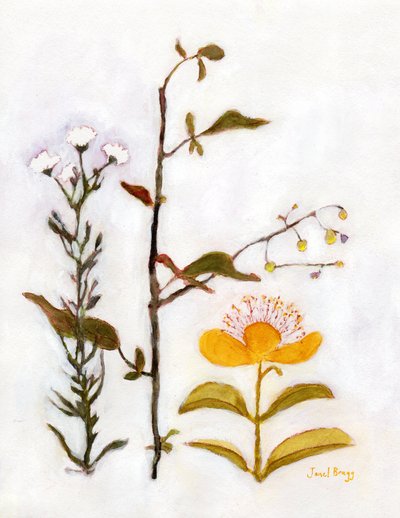 Erba di San Giovanni strisciante con fiori selvatici, c.2018 da Janel Bragg