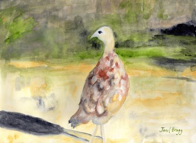 Fagiano femmina, c.2016 da Janel Bragg