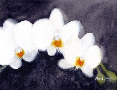 Orchidea Phalaenopsis bianca, c.2021 da Janel Bragg