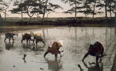 Cinque contadini che ripiantano il riso in una risaia da Japanese Photographer