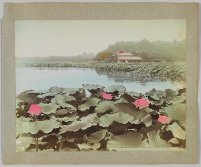 Loti nello stagno di Shinobadzu, Parco di Uyeno, Tokyo, Giappone da Japanese Photographer