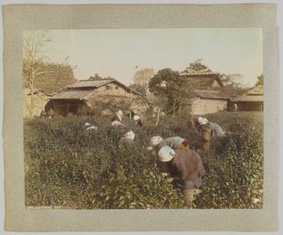 Raccolta del tè, Giappone da Japanese Photographer