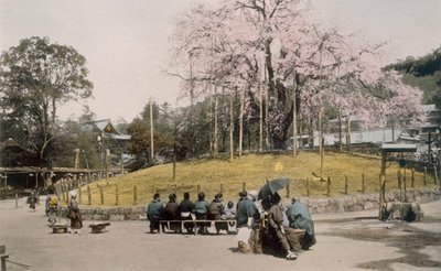 Il famoso ciliegio a Maruyama, Kyoto da Japanese Photographer