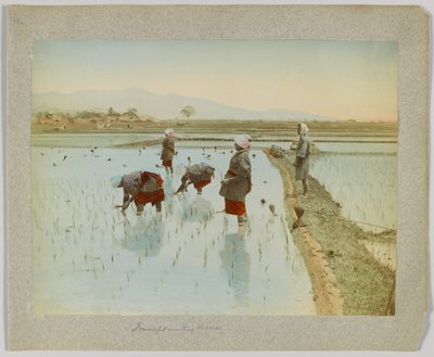 Trapianto del riso, Giappone da Japanese Photographer