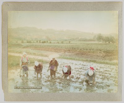 Trapianto di germogli di riso, Giappone (foto b/n colorata a mano) da Japanese Photographer