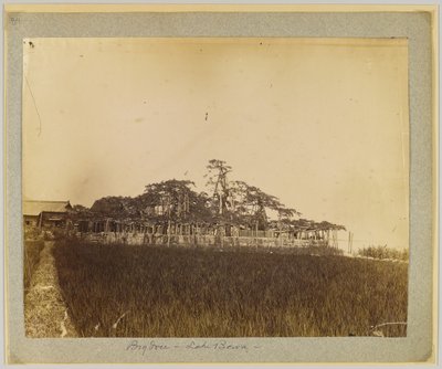 Alberi sulla riva del lago Biwa, vicino a Kyoto, Giappone da Japanese Photographer