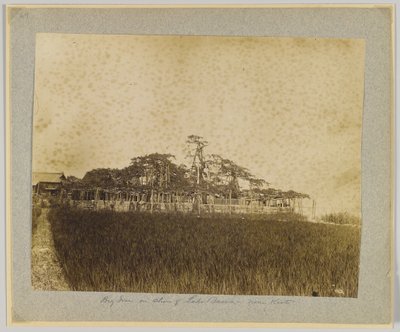 Alberi sulla riva del Lago Biwa, vicino a Kyoto, Giappone da Japanese Photographer