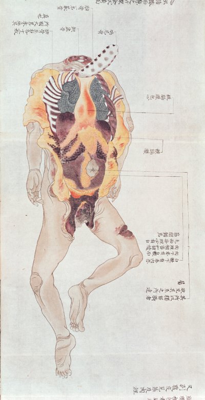 Un corpo sventrato dalla dissezione di una vittima di tortura del 1796, da un makimono di un medico Midori, 1842 da Japanese School