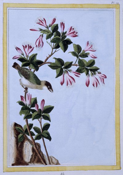 Uccello - stampa giapponese da Japanese School