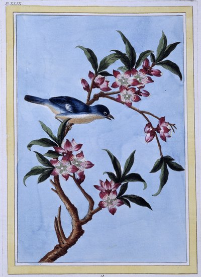Uccello - stampa giapponese da Japanese School