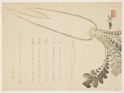 Ravanello Daikon, gennaio 1864 da Japanese School