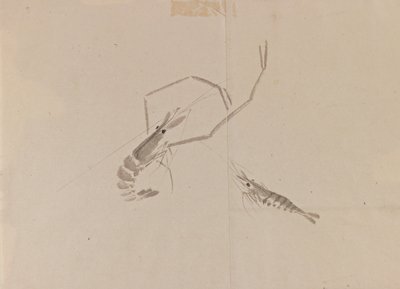 Disegno di due gamberi da Japanese School