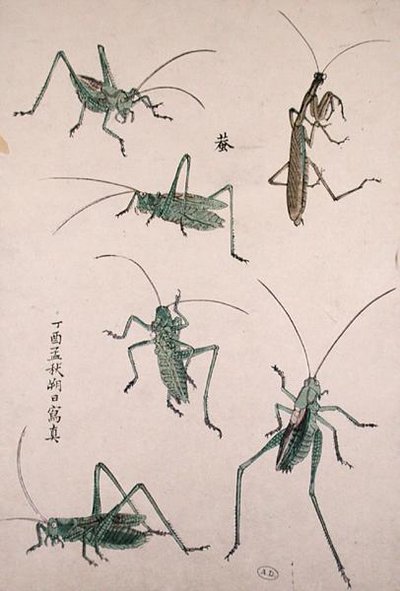 Cavallette da Japanese School