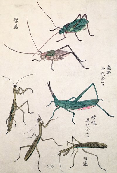 Cavallette e mantidi (stampa a blocchi di legno a colori) da Japanese School
