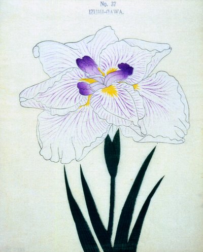 Izumi-Gawa, n.37, 1898 da Japanese School