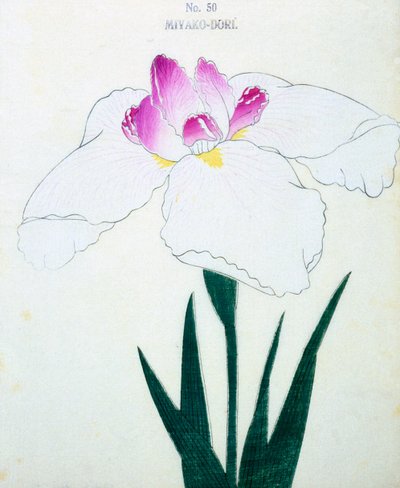 Miyako-Dore, n.50, 1898 da Japanese School