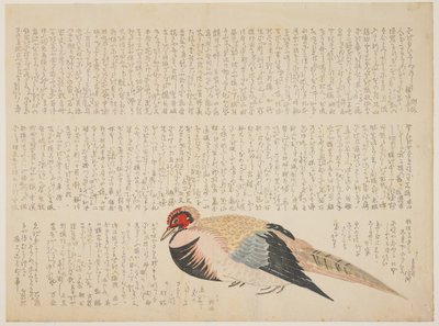 Fagiano, c.1818-29 da Japanese School
