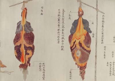 I polmoni dalla dissezione di una vittima di tortura del 1796, da un makimono di un medico Midori, 1842 da Japanese School