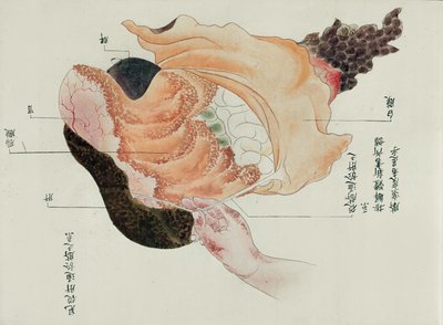 Lo stomaco e gli intestini dalla dissezione di una vittima di tortura del 1796, da un makimono di un medico Midori, 1842 da Japanese School
