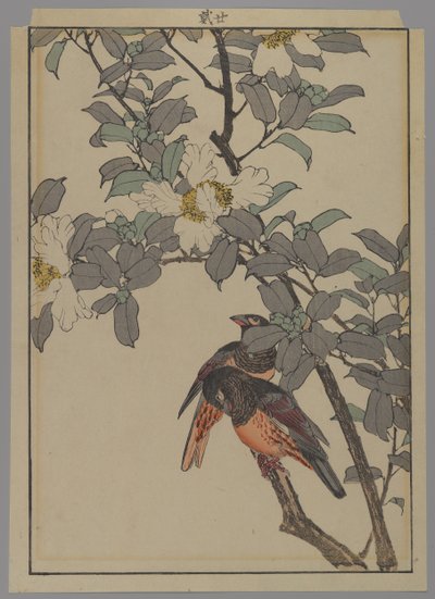 Due uccelli con fiori bianchi, periodo Meiji, 1892 da Japanese School