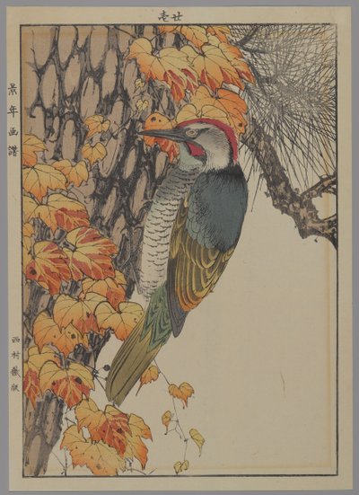 Picchio, 1892 da Japanese School