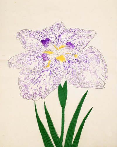 Yamato-Nishiki, No. 31, 1890 da Japanese School