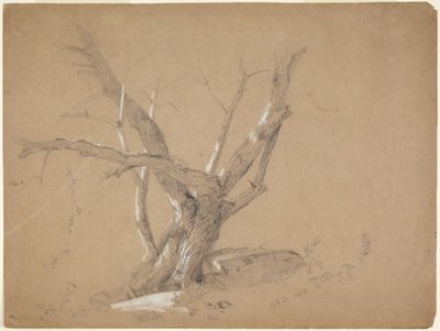 Studio di un albero da Jasper Francis Cropsey