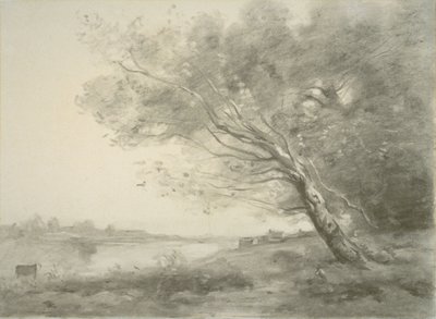 Albero piegato vicino all