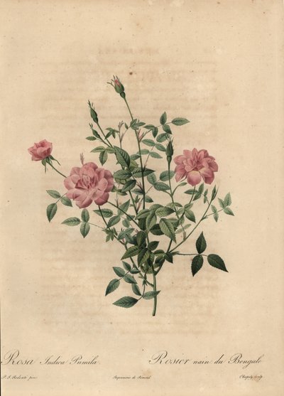 Rosa cinese in miniatura rosa, Rosa chinensis da Jean Baptiste Chapuy