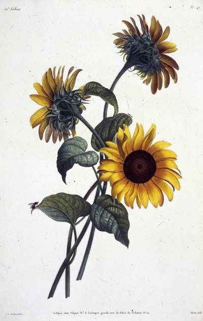 Fiori di girasole. Tavola botanica tratta da "Collection des fleurs et des fruits peints d