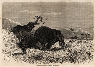 La caccia agli elefanti da parte delle Amazzoni del Dahomey da Jean Antoine Valentin Foulquier