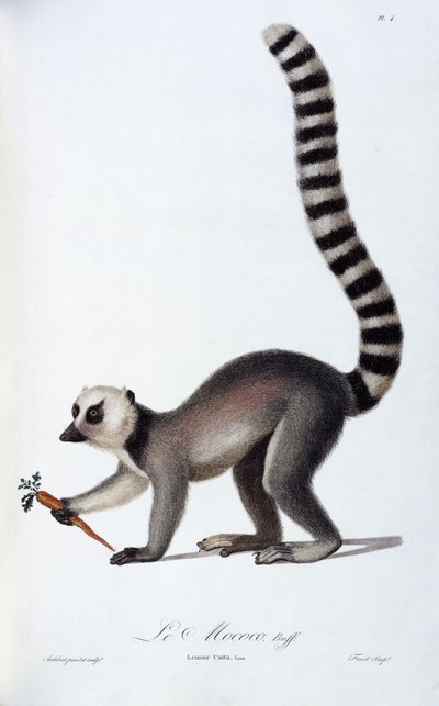 Un lemure da Jean Baptiste Audebert