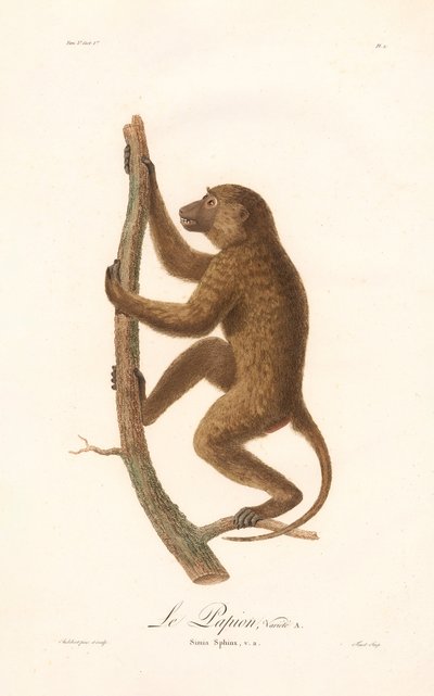  da Jean Baptiste Audebert