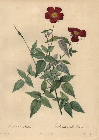 Rosa cinese cremisi, Rosa chinensis da Jean Baptiste Chapuy