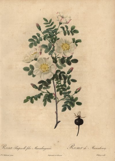 Rosa Burnet di Marienbourg, Rosa pimpinellifolia Mariaeburgensi da Jean Baptiste Chapuy