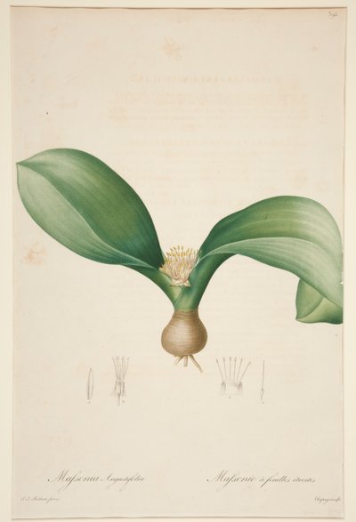 Massonia con foglie strette da Jean Baptiste Chapuy