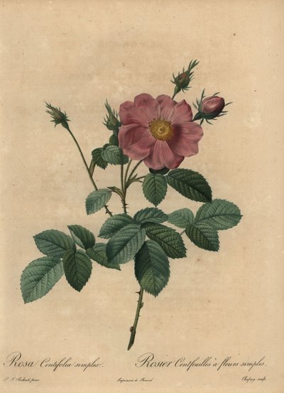 Rosa rosa, Rosa centifolia simplex da Jean Baptiste Chapuy