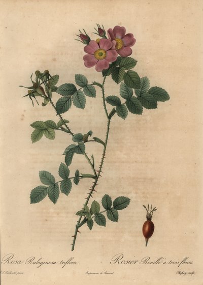 Rosa canina rosa, Rosa rubiginosa da Jean Baptiste Chapuy