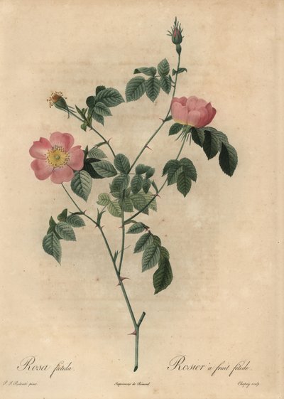 Rosa foetida, Rosier a fruit fetide da Jean Baptiste Chapuy