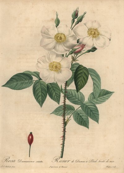 Rosa damascena bianca, Rosa x damascena da Jean Baptiste Chapuy