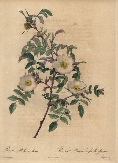 Rosa bianca e rosa, Rosa redutea glauca da Jean Baptiste Chapuy